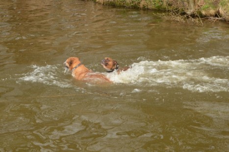 mit Seeblickbulls GINA ABBY und ANTON zum See am 15. April 2018