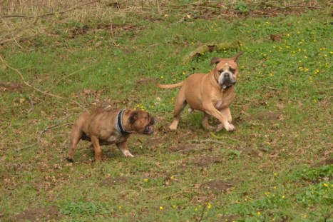 mit Seeblickbulls GINA ABBY und ANTON zum See am 15. April 2018