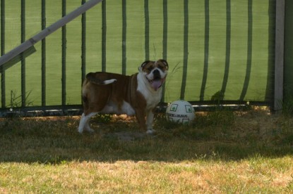 Seeblickbulls JOSEFINE und der Ball - Bilder vom 6. Juni 2018