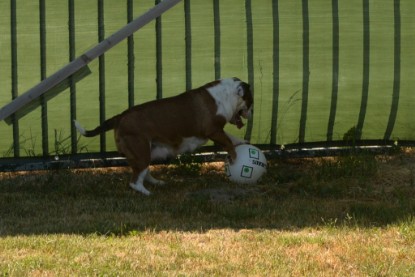 Seeblickbulls JOSEFINE und der Ball - Bilder vom 6. Juni 2018