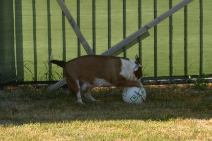 Seeblickbulls JOSEFINE und der Ball - Bilder vom 6. Juni 2018