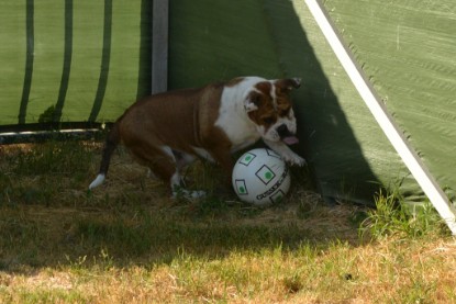 Seeblickbulls JOSEFINE und der Ball - Bilder vom 6. Juni 2018