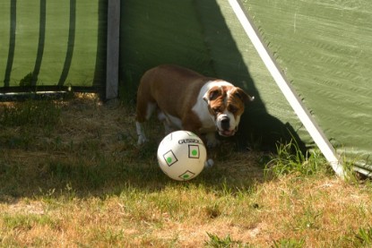 Seeblickbulls JOSEFINE und der Ball - Bilder vom 6. Juni 2018