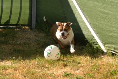 Seeblickbulls JOSEFINE und der Ball - Bilder vom 6. Juni 2018