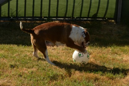 Seeblickbulls JOSEFINE und der Ball - Bilder vom 6. Juni 2018