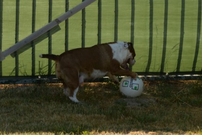 Seeblickbulls JOSEFINE und der Ball - Bilder vom 6. Juni 2018