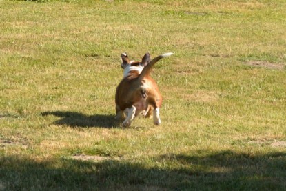 Seeblickbulls JOSEFINE und der Ball - Bilder vom 6. Juni 2018