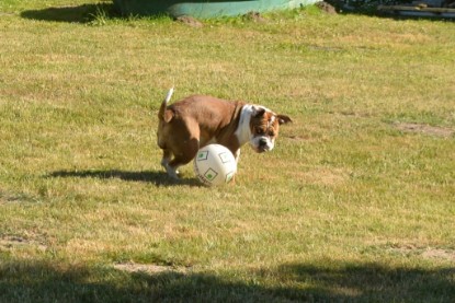 Seeblickbulls JOSEFINE und der Ball - Bilder vom 6. Juni 2018