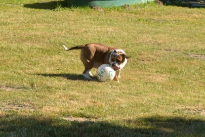 Seeblickbulls JOSEFINE und der Ball - Bilder vom 6. Juni 2018