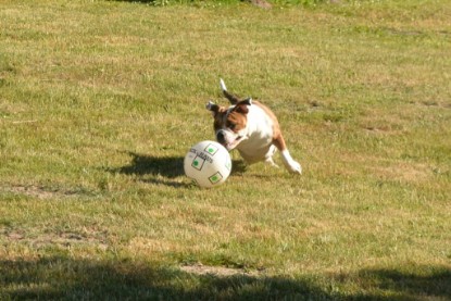 Seeblickbulls JOSEFINE und der Ball - Bilder vom 6. Juni 2018