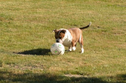 Seeblickbulls JOSEFINE und der Ball - Bilder vom 6. Juni 2018