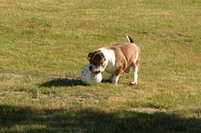 Seeblickbulls JOSEFINE und der Ball - Bilder vom 6. Juni 2018