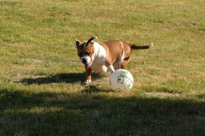 Seeblickbulls JOSEFINE und der Ball - Bilder vom 6. Juni 2018