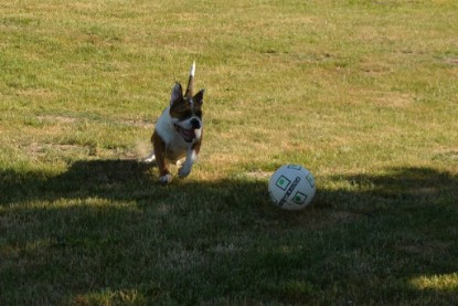 Seeblickbulls JOSEFINE und der Ball - Bilder vom 6. Juni 2018