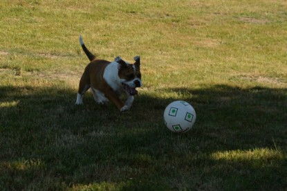 Seeblickbulls JOSEFINE und der Ball - Bilder vom 6. Juni 2018