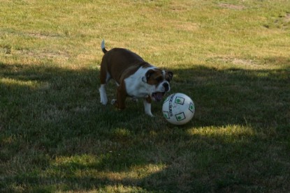 Seeblickbulls JOSEFINE und der Ball - Bilder vom 6. Juni 2018