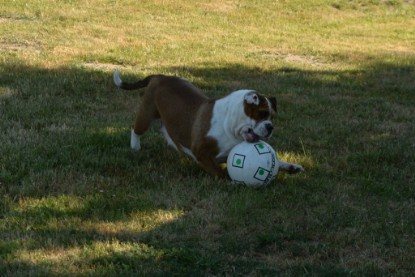 Seeblickbulls JOSEFINE und der Ball - Bilder vom 6. Juni 2018