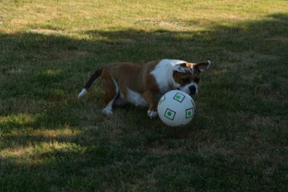 Seeblickbulls JOSEFINE und der Ball - Bilder vom 6. Juni 2018