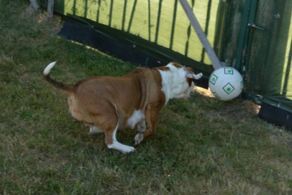 Seeblickbulls JOSEFINE und der Ball - Bilder vom 6. Juni 2018