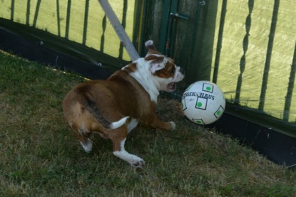 Seeblickbulls JOSEFINE und der Ball - Bilder vom 6. Juni 2018