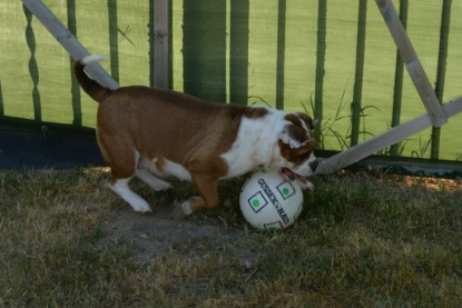 Seeblickbulls JOSEFINE und der Ball - Bilder vom 6. Juni 2018