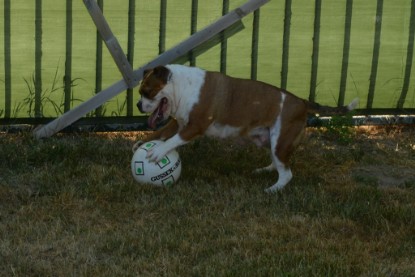 Seeblickbulls JOSEFINE und der Ball - Bilder vom 6. Juni 2018