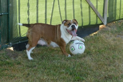 Seeblickbulls JOSEFINE und der Ball - Bilder vom 6. Juni 2018