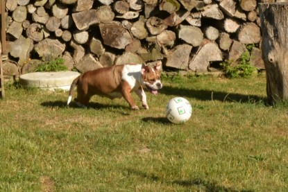 Seeblickbulls JOSEFINE und der Ball - Bilder vom 6. Juni 2018