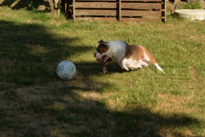 Seeblickbulls JOSEFINE und der Ball - Bilder vom 6. Juni 2018