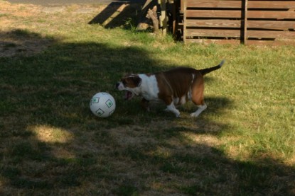 Seeblickbulls JOSEFINE und der Ball - Bilder vom 6. Juni 2018