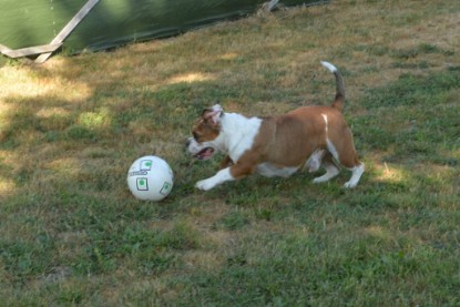 Seeblickbulls JOSEFINE und der Ball - Bilder vom 6. Juni 2018