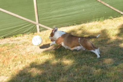 Seeblickbulls JOSEFINE und der Ball - Bilder vom 6. Juni 2018