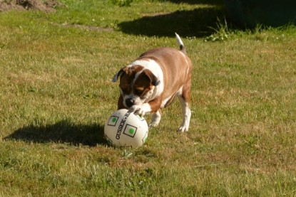 Seeblickbulls JOSEFINE und der Ball - Bilder vom 6. Juni 2018