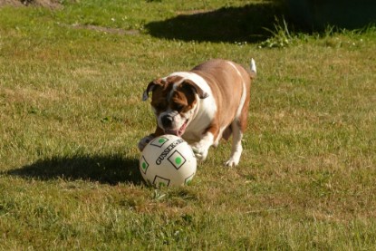 Seeblickbulls JOSEFINE und der Ball - Bilder vom 6. Juni 2018