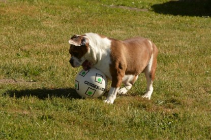 Seeblickbulls JOSEFINE und der Ball - Bilder vom 6. Juni 2018