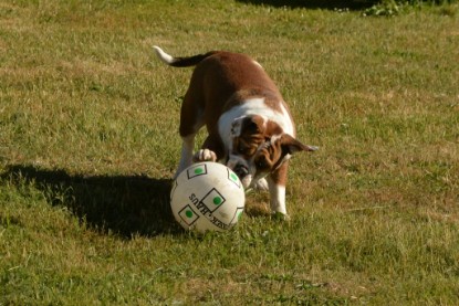 Seeblickbulls JOSEFINE und der Ball - Bilder vom 6. Juni 2018