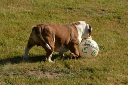 Seeblickbulls JOSEFINE und der Ball - Bilder vom 6. Juni 2018