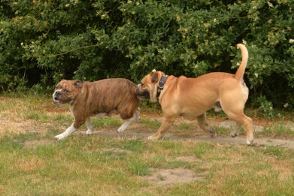 Bulldog-Bogeys MITCH zu Besuch am 12. Juni 2018