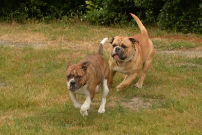 Bulldog-Bogeys MITCH zu Besuch am 12. Juni 2018