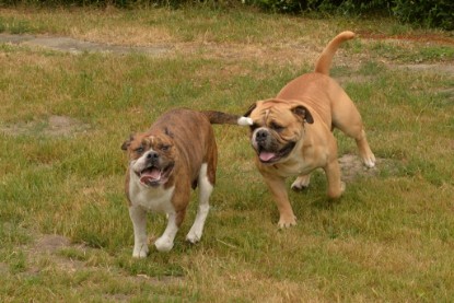 Bulldog-Bogeys MITCH zu Besuch am 12. Juni 2018