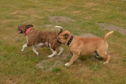 Bulldog-Bogeys MITCH zu Besuch am 12. Juni 2018