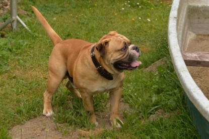 Bulldog-Bogeys MITCH zu Besuch am 12. Juni 2018