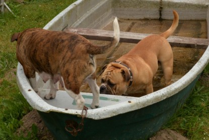 Bulldog-Bogeys MITCH zu Besuch am 12. Juni 2018