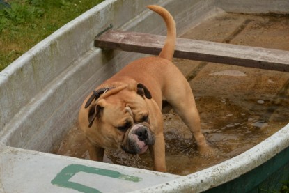 Bulldog-Bogeys MITCH zu Besuch am 12. Juni 2018