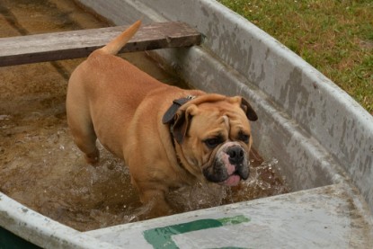 Bulldog-Bogeys MITCH zu Besuch am 12. Juni 2018