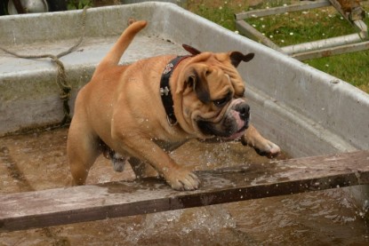 Bulldog-Bogeys MITCH zu Besuch am 12. Juni 2018