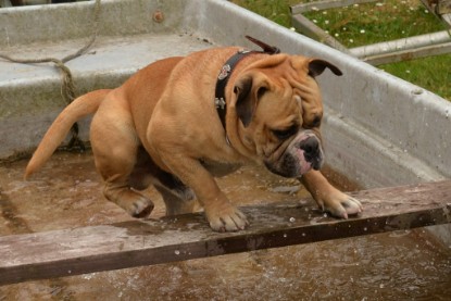 Bulldog-Bogeys MITCH zu Besuch am 12. Juni 2018