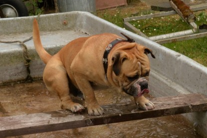 Bulldog-Bogeys MITCH zu Besuch am 12. Juni 2018