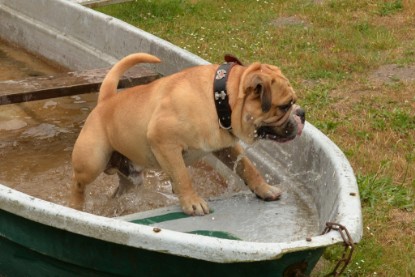 Bulldog-Bogeys MITCH zu Besuch am 12. Juni 2018