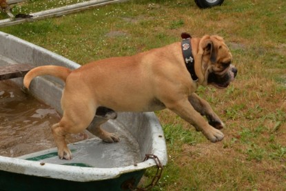 Bulldog-Bogeys MITCH zu Besuch am 12. Juni 2018